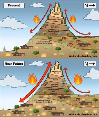 Grassification and Fast-Evolving Fire Connectivity and Risk in the Sonoran Desert, United States